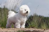 BICHON FRISE 381